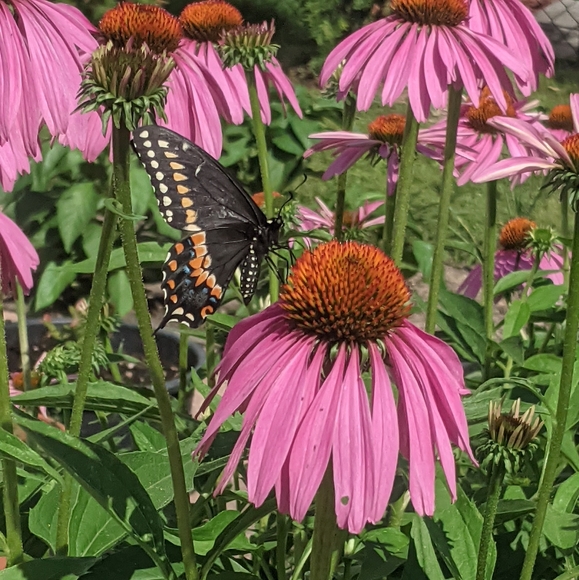 ♥️ - Picture 2 of 11